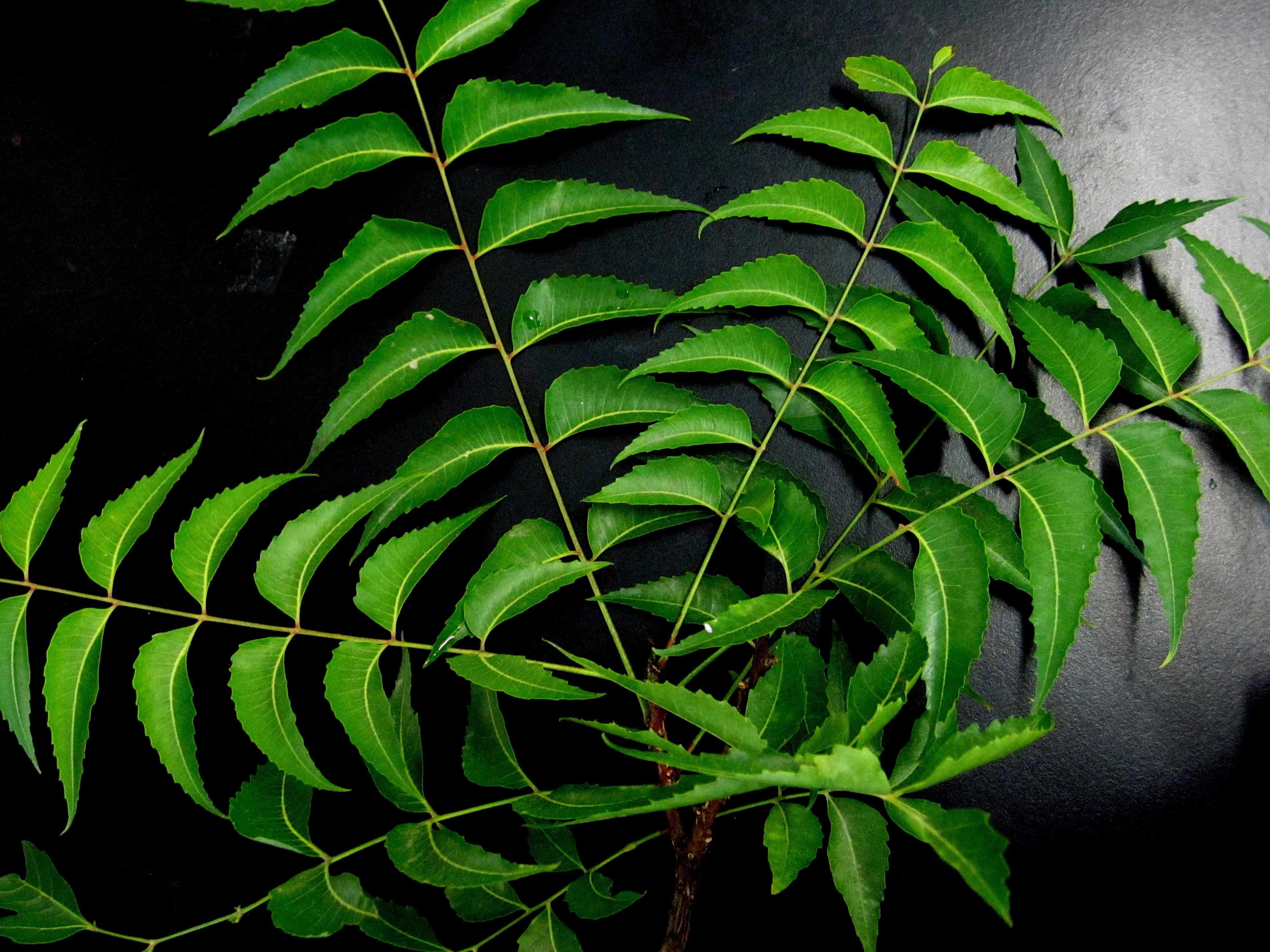 Neem (Kohomba)